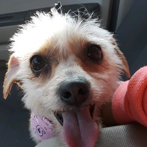 Meet your Posher, Wendy